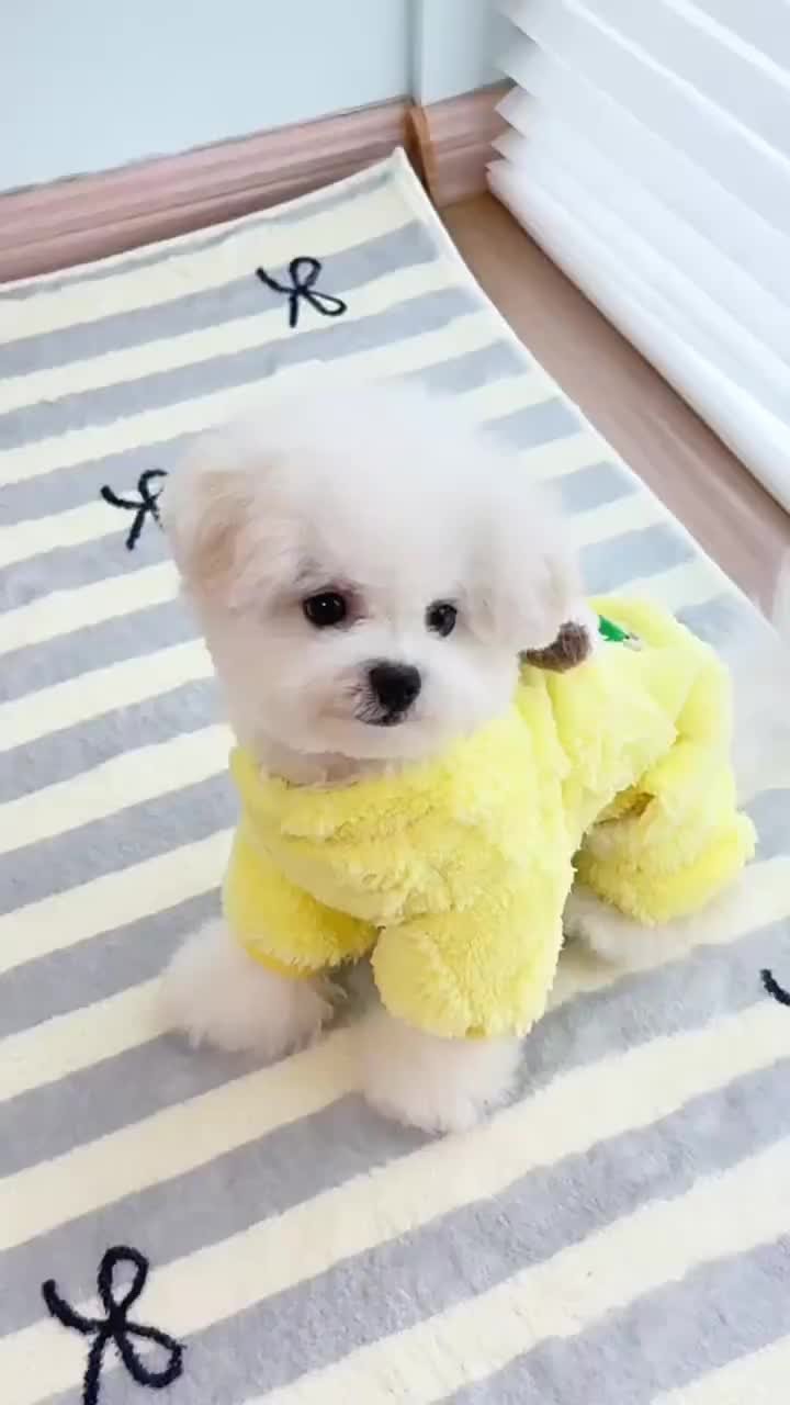 Pluche warme herfst-winter hondenfleecejas met schattig puppy-decor, D-ring  voor riem, meerdere maten S-XXL, zacht pluizig hondenjack, mode  huisdierkleding voor kleine middelgrote honden A699, image size:720x1280